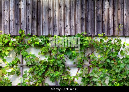 Wild vines growing on old farm building Stock Photo