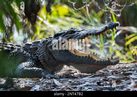 A wild Siamese Crocodile (Crocodylus siamensis) basking with mouth wide open.  Thailand. Stock Photo