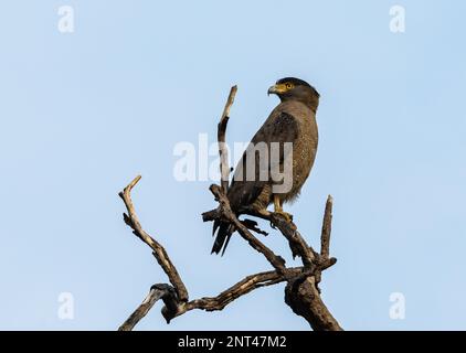 An adult Crested Serpent-Eagle (Spilornis cheela) perched on a branch. Thailand. Stock Photo