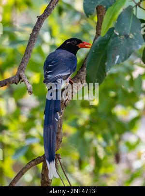 A Red-billed Blue-Magpie (Urocissa erythroryncha) perched on a tree. Thailand. Stock Photo