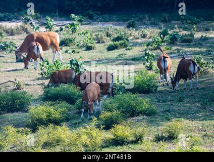 A herd of endangered Banteng (Bos javanicus) grazing in the wild. Thailand. Stock Photo