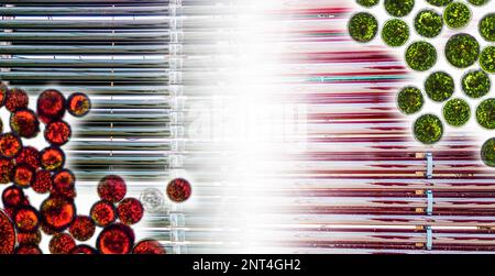 Photobioreactor in medical science laboratory, green and red algae, algae fuel biofuel industry, algal research, energy and healthcare treatment biote Stock Photo