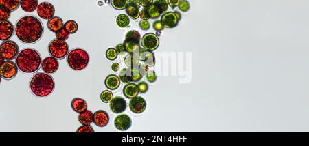 Haematococcus pluvialis green and cyst algae under microscopic view, empty space - haematocyst, active and resting cells, strong antioxidant astaxanth Stock Photo