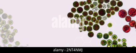 Haematococcus pluvialis green and cyst algae under microscopic view, empty space - haematocyst, active and resting cells, strong antioxidant astaxanth Stock Photo