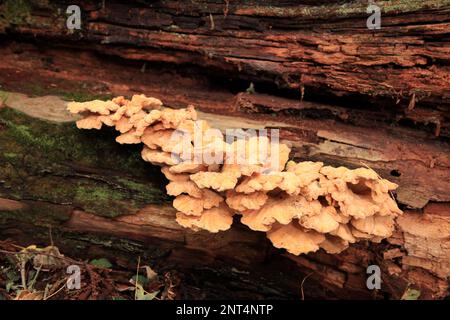 Close-up on a sulphur shelf (Laetiporus sulphureus) growing on a tree trunk in the woods. Stock Photo