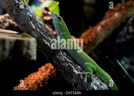 Madagascar large day gecko, Phelsuma grandis on a branch Stock Photo