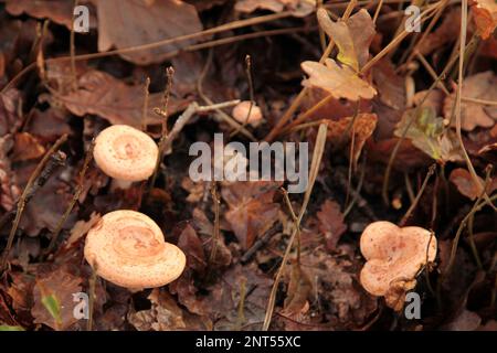 Group of Wolly milkcaps (Lactarius torminosus) growing in the woods. Stock Photo