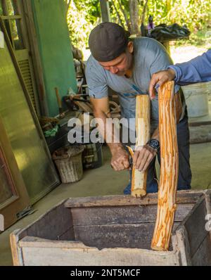 Villa Vanilla Spice Plantation, Quepos, Costa Rica- January 31, 2023: cinnamon bark being harvested on a organic spice plantation Stock Photo