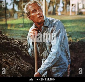 COOL HAND LUKE 1967 Warner Bros/Seven Arts film with Paul NewmaN Stock Photo