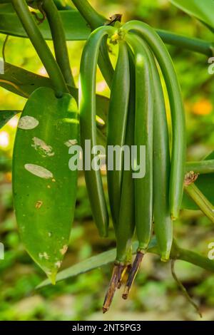 green vanilla beans or seed pods from the vanilla orchid Stock Photo