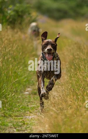 German Shorthaired pointer running towards camera Stock Photo