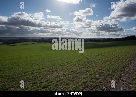 Early sowing barley & wheat cultivars with fair weather clouds briskly blown across landscape cloudy blue sky creating racing shadows on fields below Stock Photo