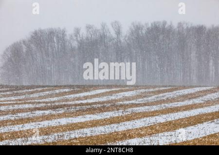 Farm fields planted in stripes with different crops on a back road in Central Michigan, USA Stock Photo