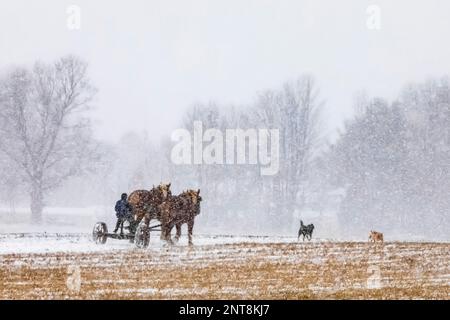 Horse-drawn two-wheeled cart on a farm in Central Michigan, USA [No releases; editorial licensing only] Stock Photo