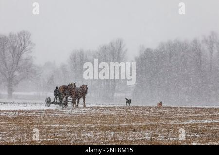 Horse-drawn two-wheeled cart on a farm in Central Michigan, USA [No releases; editorial licensing only] Stock Photo