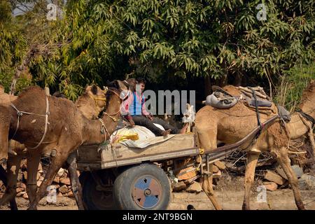 A man driving a camel-drawn cart along the road in Rajasthan, India. Stock Photo