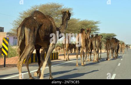 A camel caravan blocking a major road in Rajasthan, India. Stock Photo