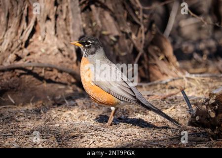 Male American Robin or Turdus migratorius standing on the ground at the Riparian water ranch in Arizona. Stock Photo