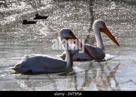 Pair of American white pelicans or Pelecanus erythrorhynchos swimming at the riparian water ranch in Arizona. Stock Photo