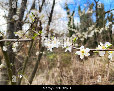 Cherry plum blossoms, prunus cerasifera Stock Photo