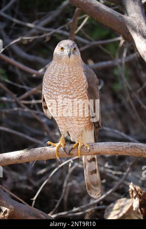 Cooper's hawk or Accipiter cooperii perching on a tree branch at the riparian water ranch in Arizona. Stock Photo