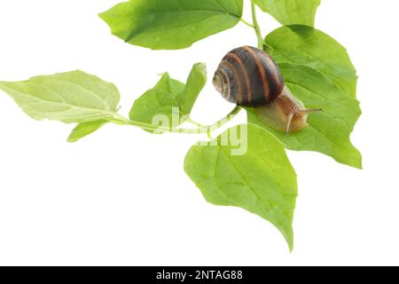 Common garden snail crawling on green leaves against white background Stock Photo