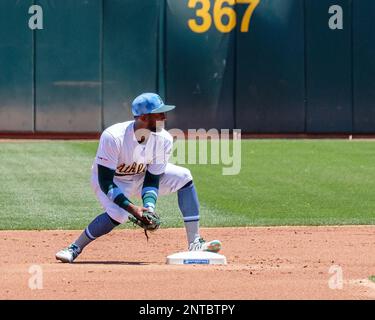 Oakland Athletics' Jurickson Profar makes a diving catch of a blooper  News Photo - Getty Images