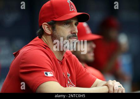 ST. PETERSBURG, FL - JUN 15: Angels Manager Brad Ausmus watches the action  on the field during the MLB regular season game between the Los Angeles  Angels and the Tampa Bay Rays