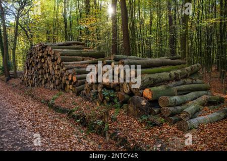 Wooden trunks stacked on the edge of a forest path, in the background budding trees, forest in spring, Muensterland, North Rhine-Westphalia, Germany Stock Photo
