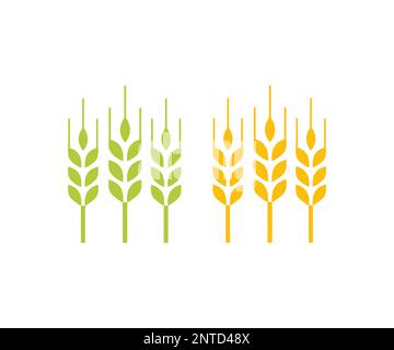 Set of organic wheat grain Green wheat ears and Yellow wheat grain ready for harvest logo design. Quality Farm Product in green and gold color. Stock Vector