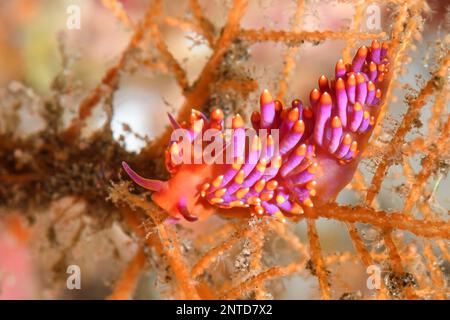 Nudibranch, Trinchesia sibogae, Padang Bai, Bali, Indonesia, Pacific Stock Photo