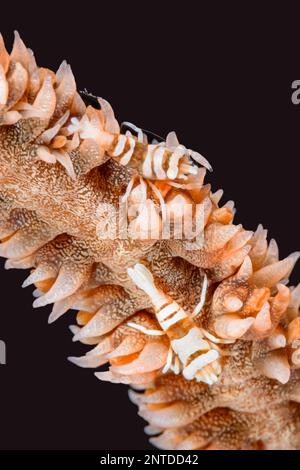 Anker's whip coral shrimp, Pontonides ankeri, Tulamben, Bali, Indonesia, Pacific Stock Photo