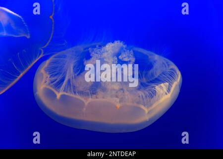 Moon Jelly (Aurelia labiata), Monterey, California, North America, USA Stock Photo