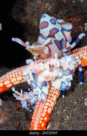 Harlequin shrimp, Hymenocera picta, feeding on a sea star, Fromia nodosa, Tulamben, Bali, Indonesia, Pacific Stock Photo