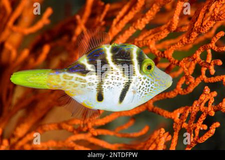 Mimic Filefish, Paraluteres prionurus, Padang Bai, Bali, Indonesia, Pacific Stock Photo