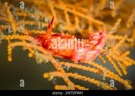 Nudibranch, Trinchesia sibogae, Padang Bai, Bali, Indonesia, Pacific Stock Photo