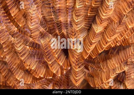 Radioles of a Feather Duster Worm, Sabellastarte sp., Tulamben, Bali, Indonesia, Pacific Stock Photo
