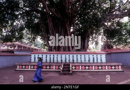 A woman rounding banyan tree (Ficus benghalensis) in Sri Janardanaswamy Temple at Varkala, Kerala, South India, India, Asia Stock Photo