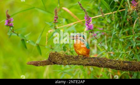 Common kingfisher (Alcedo atthis) Indicator of clean flowing waters, juvenile birds with stickleback as prey, habitat, flying gem, hunting, foraging Stock Photo