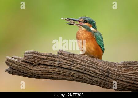 Common kingfisher (Alcedo atthis) Indicator of clean flowing waters, juvenile birds with stickleback as prey, habitat, flying gem, hunting, foraging Stock Photo