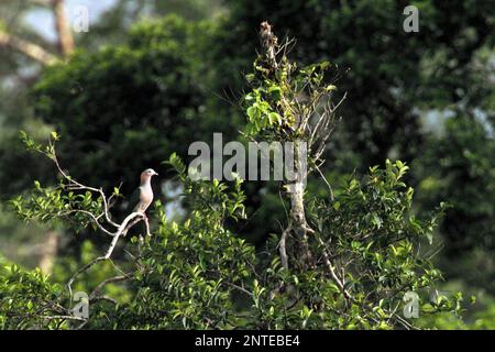 A green imperial pigeon (Ducula aenea) is seen perching on top of a tree in a rainforest area near Mount Tangkoko and Duasudara in Bitung, North Sulawesi, Indonesia. Stock Photo