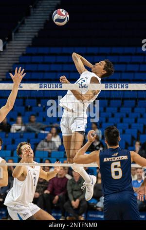 UCLA Bruins middle blocker Merrick McHenry (13) during a NCAA volleyball match against UCI Anteaters, Saturday, February 26, 2023, at Pauley Pavilion, Stock Photo