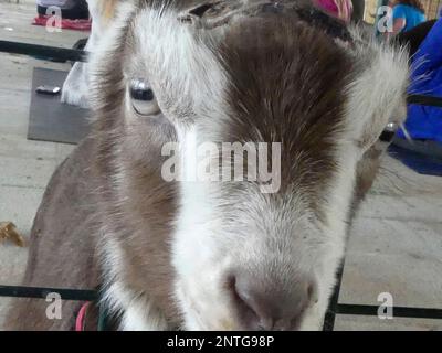 Goat yoga' is a thing - and hundreds are lining up for it