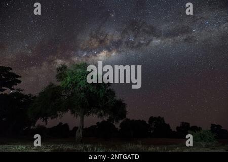 The Milky Way seen in Zimbabwe's Mana Pools National Park. Stock Photo