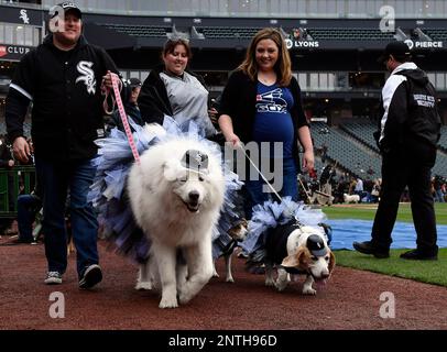 White Sox Dog Day at Guaranteed Rate Field