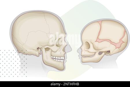 Human Skull - Anatomy - Adult and Babies - Stock Illustration as EPS 10 File Stock Vector