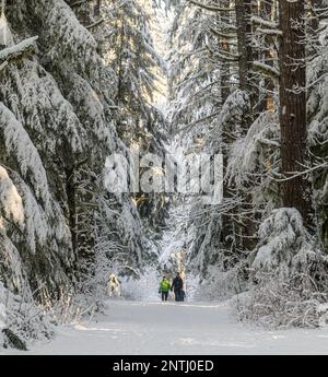 Two people walking on trail in a BC forest after a fresh snowfall. Branches heavy with snow, tall trees in dense forest. Stock Photo