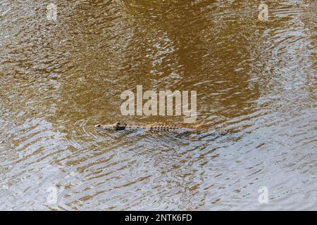 Telephoto shot of a nile crocodile - Crocodylus niloticus- floating in the Chobe river in Botswana. Stock Photo