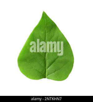Leaf of sacred fig tree isolated on white. Buddhism concept Stock Photo