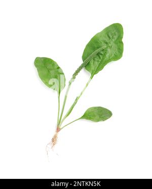 Green broadleaf plantain plant isolated on white, top view Stock Photo